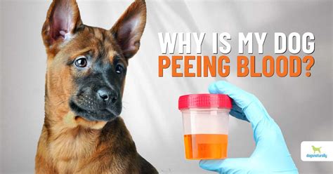 5 Home Remedies for Blood in Dog Urine