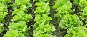 5 Incredible Fertilizers For Lettuce: Grow Crisp, Healthy Greens