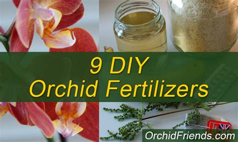 5 Incredible Fertilizers for Orchids Homemade