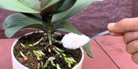 5 Incredible Homemade Fertilizers for Orchids That Will Make Them Bloom Like Never Before!