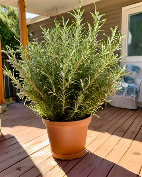 5 Insider Secrets to Fertilizing Rosemary for Ultimate Growth