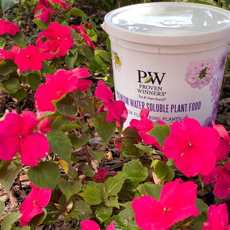 5 Key Secrets to Fertilizing Impatiens for Abundant Blooms