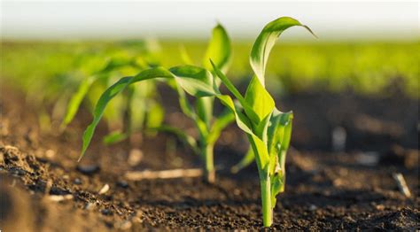 5 Key Trends in Agritech Fertilizer