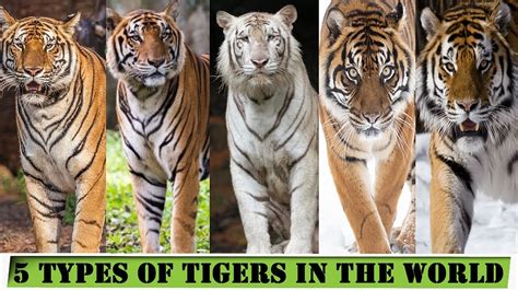 5 Key Types of Tigers: Unveiling Their Majestic Diversity