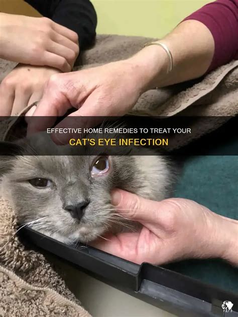 5 Kitty Eye Infection Home Remedies to Alleviate Pain and Restore Clarity