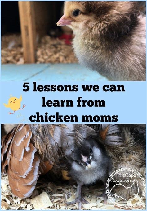 5 Lessons We Can Learn from the Chicken Bill Hacker Family