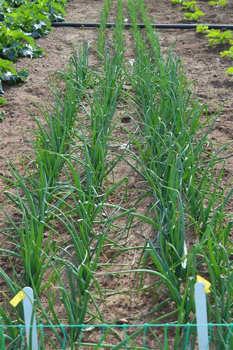 5 Life-Changing Benefits of Onion Fertilizer: Unlock Your Gardening Potential!