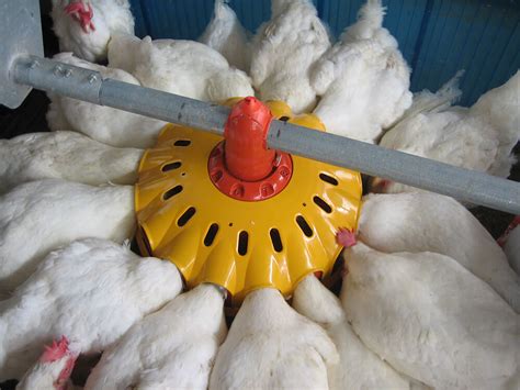 5 Must-Have Features in Your Poultry Feed Machine