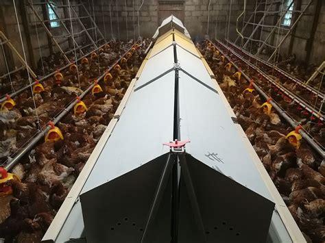 5 Must-Have Poultry Feed Equipment for Optimal Performance