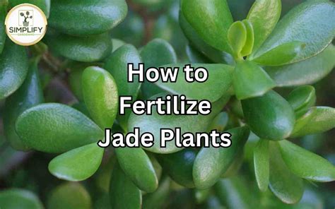 5 Must-Know Fertilizer Tips for Jade Plants: Unlock Lush Growth!