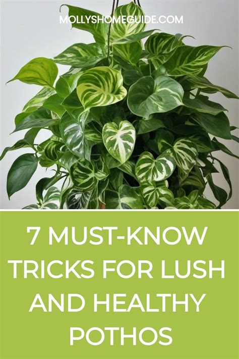 5 Must-Know Pothos Fertilizer Secrets for Lush, Thriving Plants