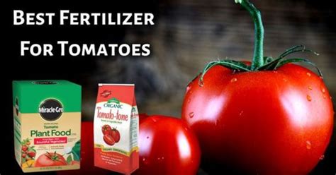 5 Natural Tomato Fertilizers That Will Boost Your Harvest