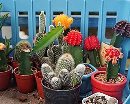 5 Nutrient-Rich Secrets to Supercharge Your Schultz Cactus Collection