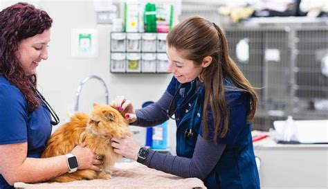 5 Open Vets Near You: Find Urgent Pet Care Today