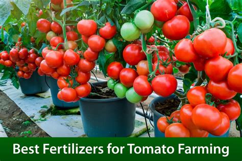 5 Organic Tomato Food Fertilizers Proven to Boost Yields