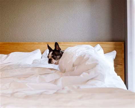 5 Paw-some Williamsburg Hotels Where Your Furry Friend Can Stay