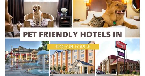 5 Pigeon Forge Pet-Friendly Hotels: Unleash Your Furry Friend's Vacation