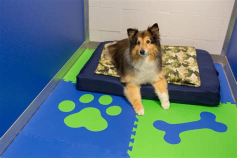 5 Points Kennel Indianapolis: A Comprehensive Guide