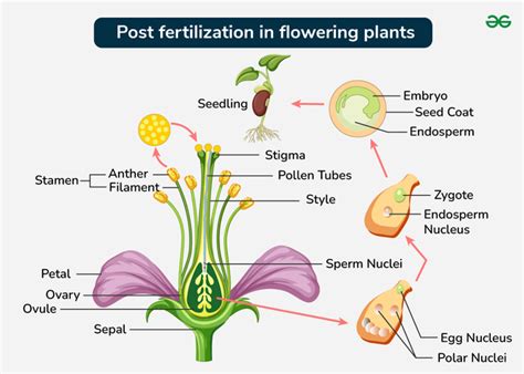 5 Potent Pointers for Prolific Pot Fertilization