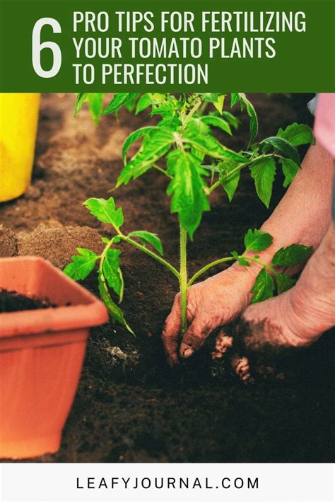 5 Pro Tips for Fertilizing Tomatoes Organically