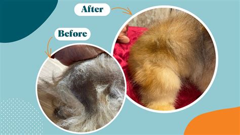 5 Proven Alopecia in Dogs Treatments to Restore Your Furry Friend's Coat