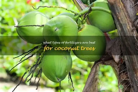 5 Proven Coconut Tree Fertilizers: A Comprehensive Guide to Boost Yields