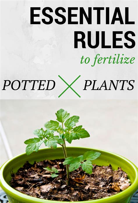 5 Proven Ways to Fertilize Potted Plants for Vibrant Growth