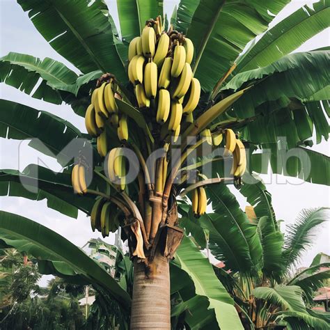 5 Proven Ways to Grow Bountiful Bananas with Fertilizer: A Comprehensive Guide