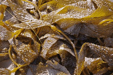 5 Reasons Kelp Meal Fertilizer Wins the Green Medal