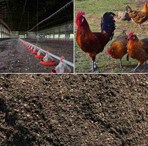 5 Reasons Why Chicken Manure Fertilizer Compost Is a Game-Changer