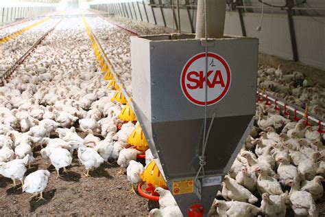 5 Revolutionary Machine Poultry Feeders: Empowering Farmers and Poultry Industries