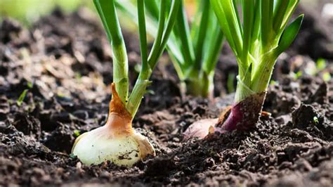 5 Secrets to Fertilizing Onions for Optimal Yields