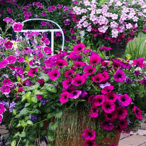 5 Secrets to Fertilizing Petunias for Peak Performance