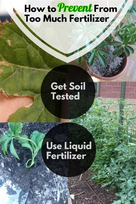 5 Signs You're Using Too Much Fertilizer on Your Lawn