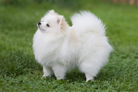 5 Spitz Type Dog Breeds That Will Melt Your Heart