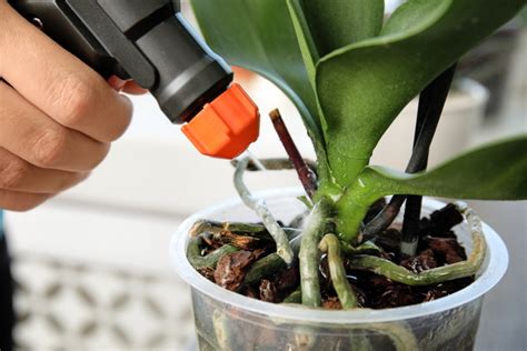 5 Steps to a Flawless Orchid Fertilizer Spray Regimen