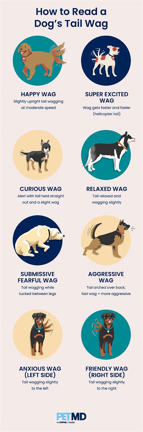 5 Supertails Driving Pet Awareness in 2025: A Tail-Wagging Revolution