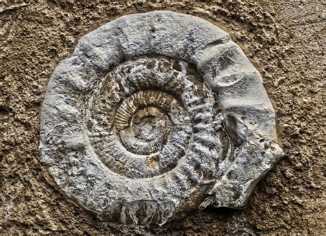 5 Surprising Ammonite Fossil Spiritual Meanings