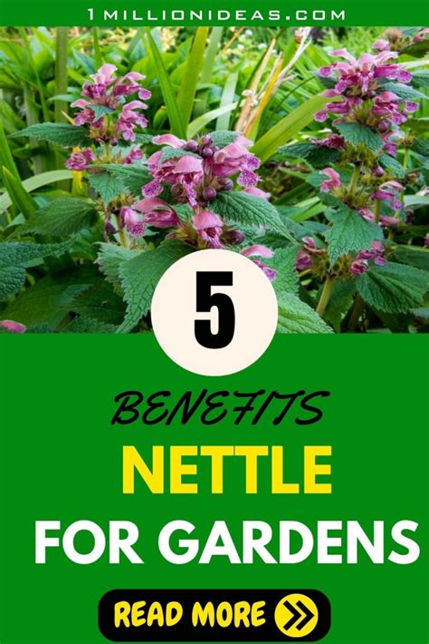 5 Surprising Benefits of Nettle Fertilizer: Unlock Your Garden's Potential