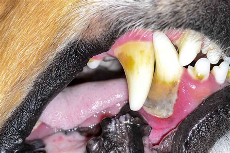 5 Surprising Facts About Tartar on Dogs' Teeth