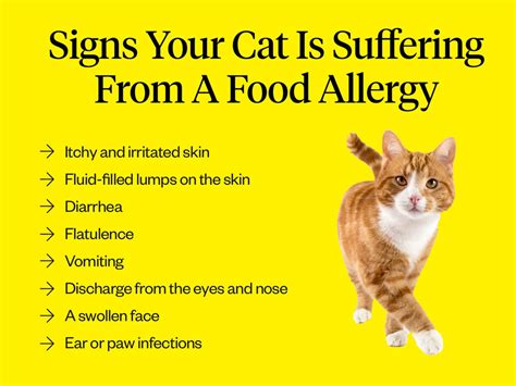 5 Surprising Truths About Allergic Reactions to Cats in Eyes