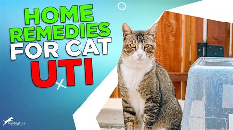 5 Surprising UTI Home Remedies for Cats