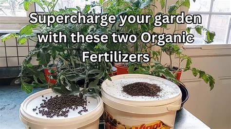 5 Surprising Ways to Supercharge Your Garden with Organic Fertilizer Water Soluble