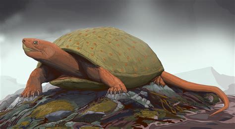 5 Things You Didn't Know About the 10,000-Year-Old Petrified Turtle