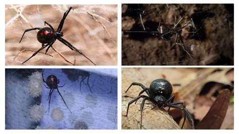 5 Things You Never Knew About a Nest of Black Widow Spiders