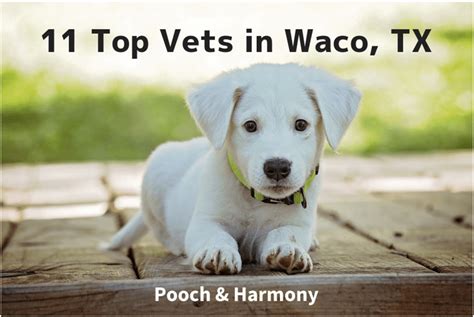 5 Things to Know About Vets in Waco TX