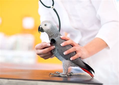 5 Tips for Choosing the Best Avian Vet in Singapore