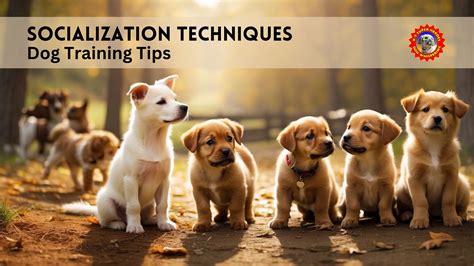 5 Tips for Enhancing Pet Socialization and Training in 2025