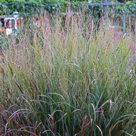 5 Tips for Feeding Ornamental Grasses for Optimal Growth