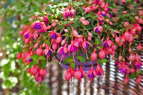 5 Tips for Fertilizing Fuchsias